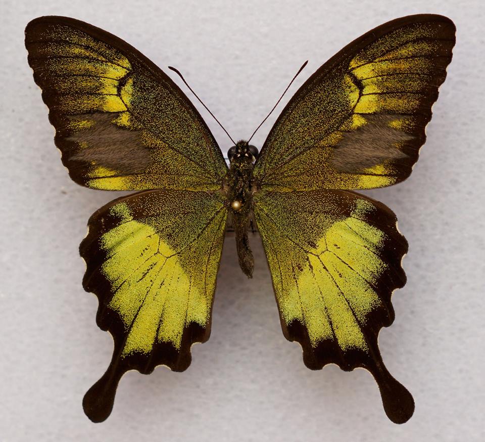 Papilio neumogeni (aberration 2) [Internet image property of respective owner, non commercial use only]